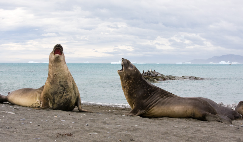 Southern Elephant Seals Sparring